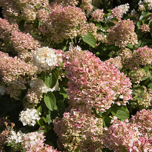 Hydrangea paniculata Silver Dollar