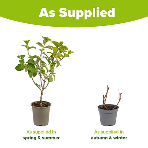 Hydrangea paniculata Silver Dollar