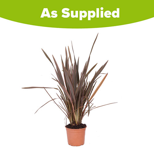 Phormium Sundowner Pink