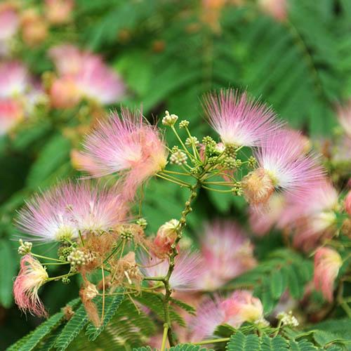 Pink Silk Tree Albizia Julibrissin Rosea