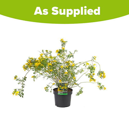 Coronilla Citrina Coronilla Citrina