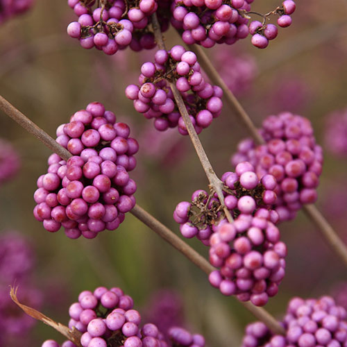 Callicarpa Profusion Beautyberry