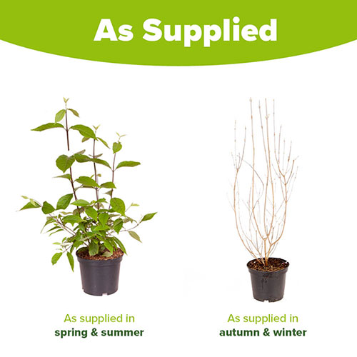 Callicarpa Profusion Beautyberry