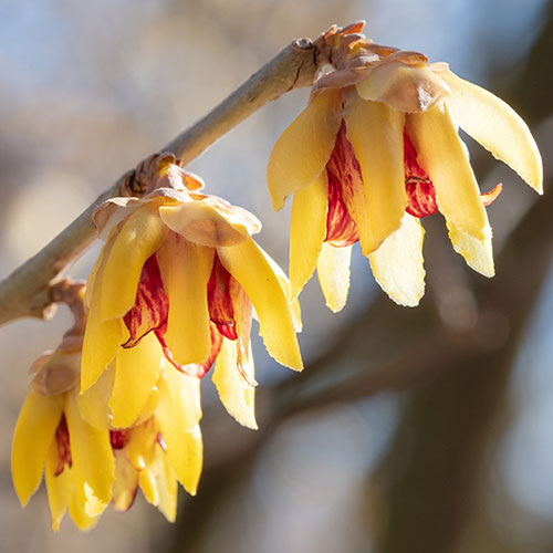 Chimonanthus Wintersweet