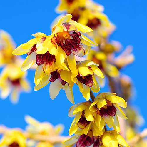 Chimonanthus Wintersweet