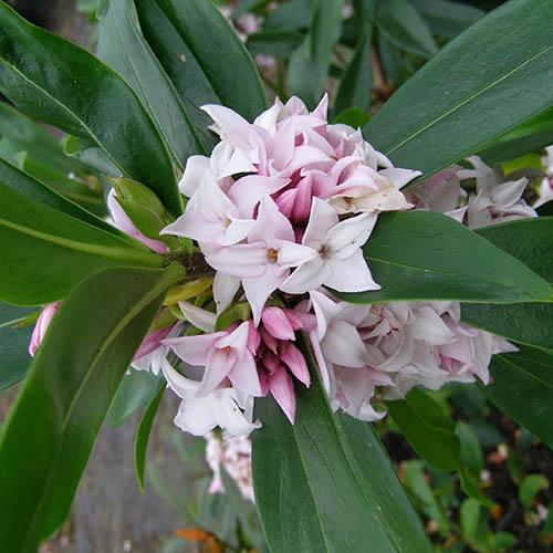 Daphne 'Perfume Princess'