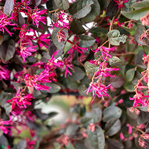 Loropetalum Black Pearl Chinese Witch Hazel