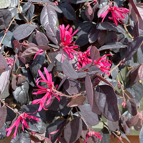 Loropetalum Black Pearl Chinese Witch Hazel
