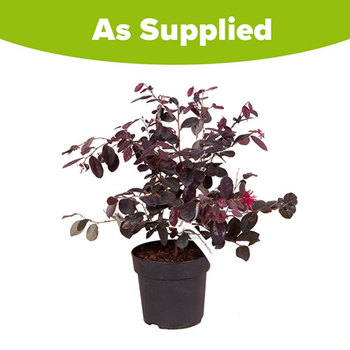 Loropetalum Black Pearl Chinese Witch Hazel