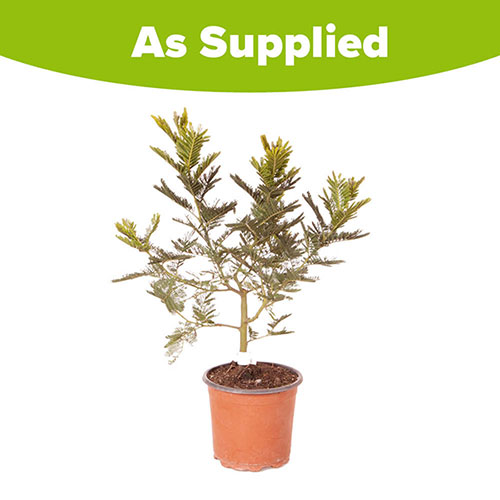 Flowering Mimosa Bush