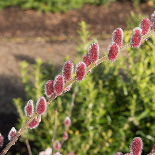 Mount Aso Japanese Pink Pussy Willow Salix gracilistyla