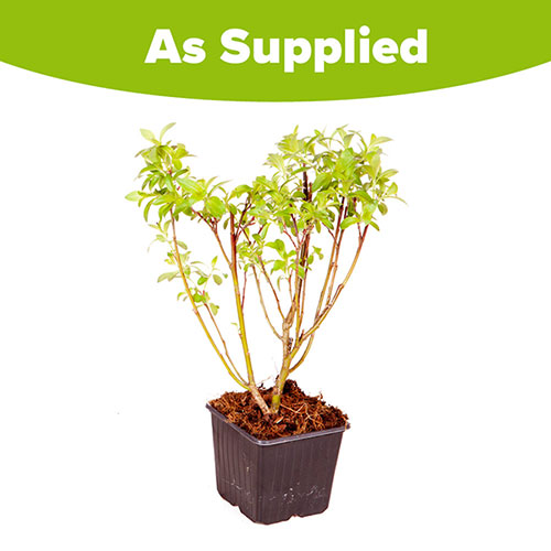 Mount Aso Japanese Pink Pussy Willow Salix gracilistyla