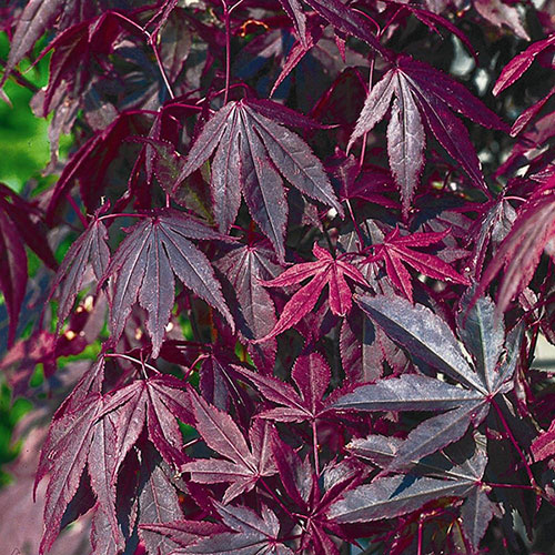 Acer palmatum Atropurpureum Japanese Maple Acer palmatum Atropurpureum Japanese Maple