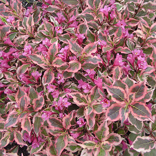 Weigela florida Monet Weigela florida Monet