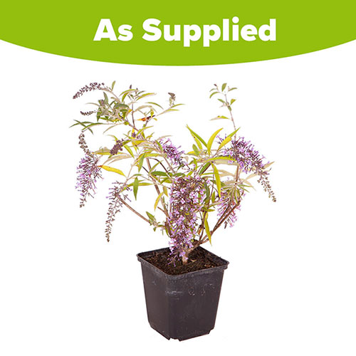 Butterfly Bush, Buddleia davidii Wisteria Lane