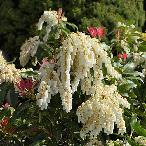 Pieris Mountain Fire