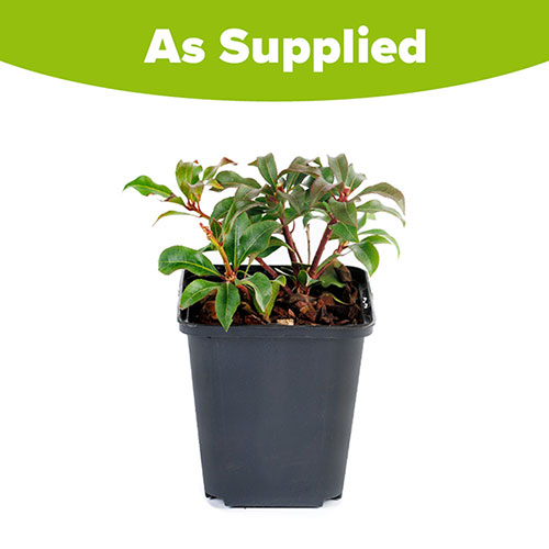 Pieris Mountain Fire