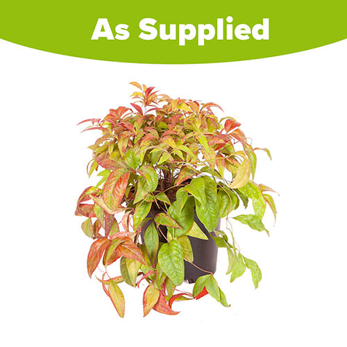 Nandina Fire Power