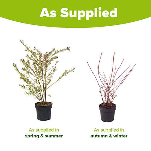 Salix Flamingo Bush Salix Flamingo Bush