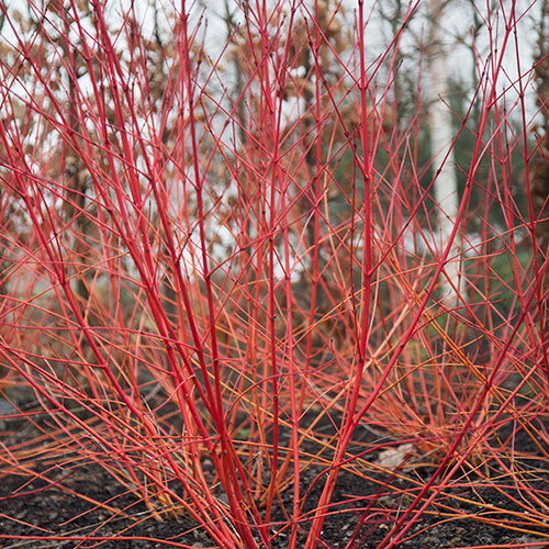 Cornus sanguinea Annys Winter Orange