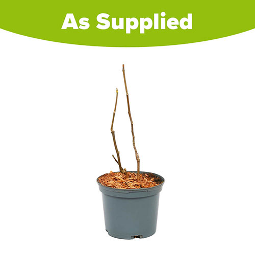 Magnolia x brooklynensis Yellow Bird