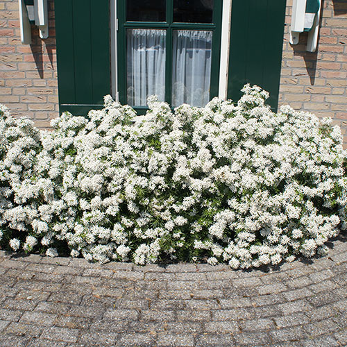 Choisya dewitteana White Dazzler