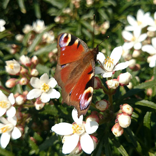 Choisya dewitteana White Dazzler