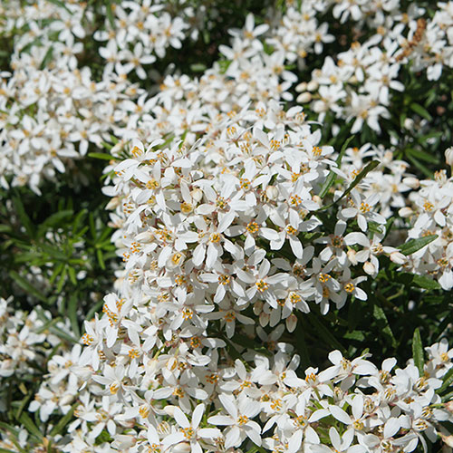 Choisya dewitteana White Dazzler