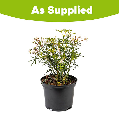 Choisya dewitteana White Dazzler