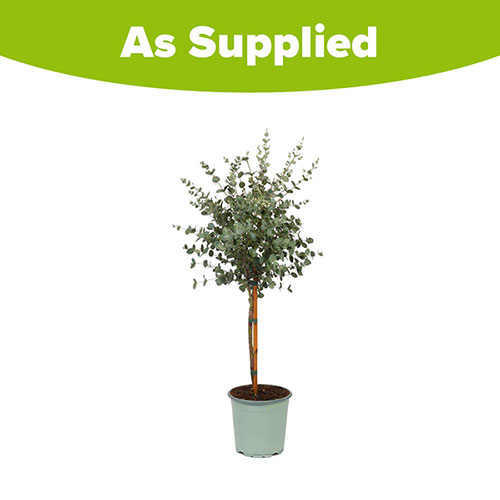 Eucalyptus gunnii Bush