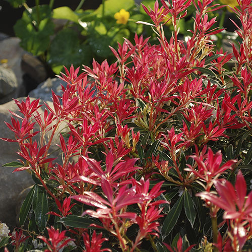 Pieris Flaming Silver