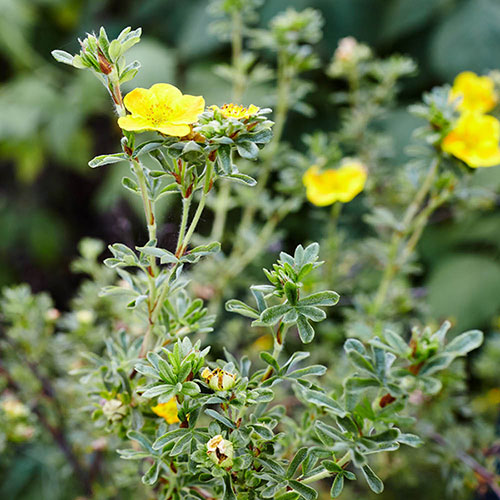 Potentilla fruticosa Goldstar