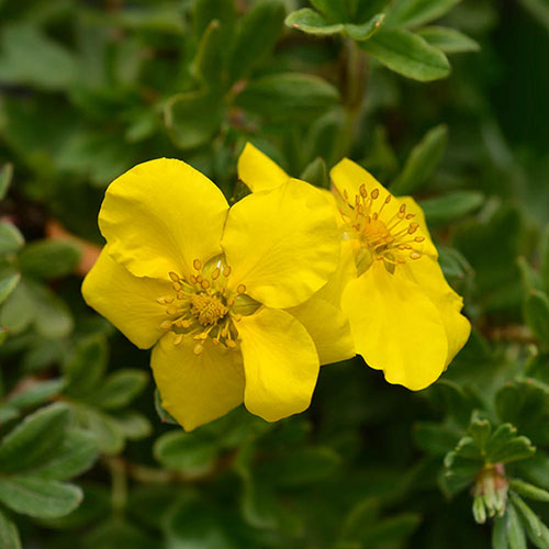 Potentilla fruticosa Goldstar