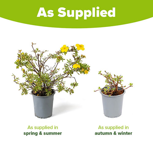 Potentilla fruticosa Goldstar