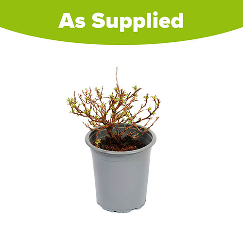 Potentilla fruticosa Red Robin Potentilla fruticosa Red Robin