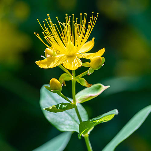 Hypericum Inodorum Magical Beauty Hypericum Inodorum Magical Beauty