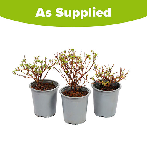 Potentilla Collection Potentilla Collection