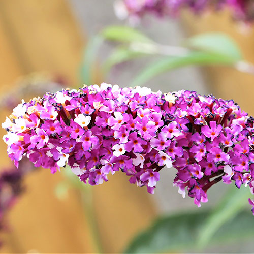 Buddleia Berries and Cream Buddleia Berries and Cream