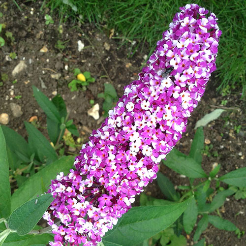 Buddleia Berries and Cream Buddleia Berries and Cream