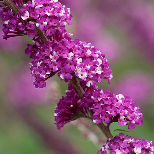 Buddleia Berries and Cream Buddleia Berries and Cream
