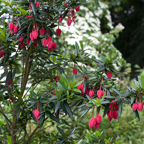 Chilean Lantern Tree Chilean Lantern Tree