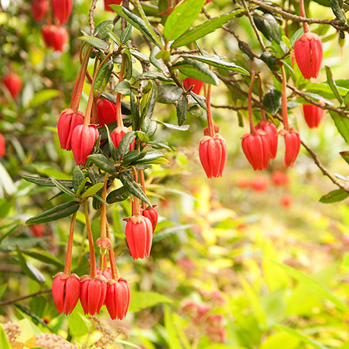 Chilean Lantern Tree Chilean Lantern Tree