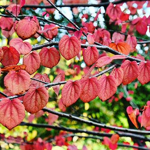 Toffee AppleTree - Cercidiphyllum japonicum Katsura Toffee AppleTree - Cercidiphyllum japonicum Katsura