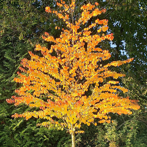 Toffee AppleTree - Cercidiphyllum japonicum Katsura Toffee AppleTree - Cercidiphyllum japonicum Katsura