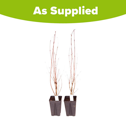 Toffee AppleTree - Cercidiphyllum japonicum Katsura Toffee AppleTree - Cercidiphyllum japonicum Katsura