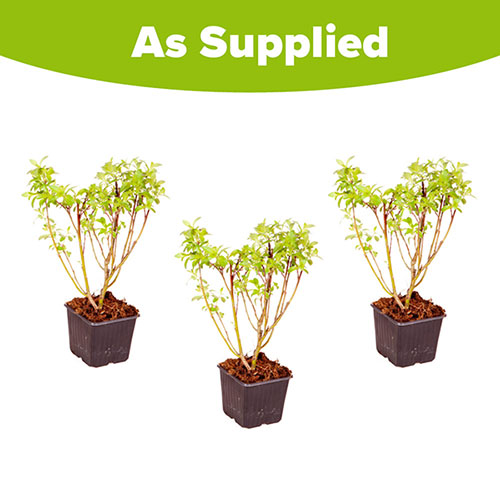 Mount Aso Japanese Pink Pussy Willow Salix gracilistyla