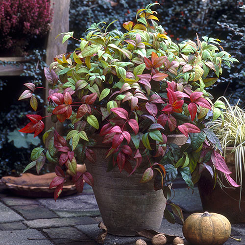 Nandina Fire Power Nandina Fire Power
