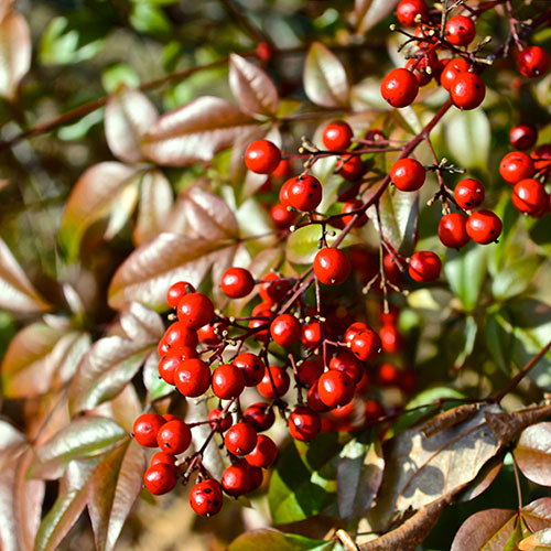 Nandina Fire Power Nandina Fire Power
