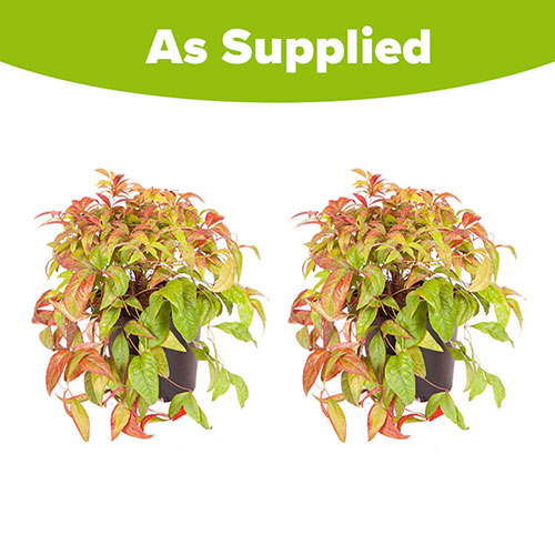 Nandina Fire Power Nandina Fire Power