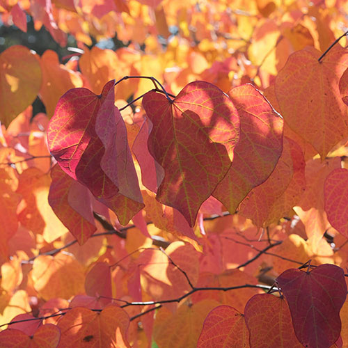 Cercis canandensis Forest Pansy Cercis canandensis Forest Pansy